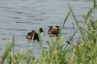 Rozlewisko Pogorzelica